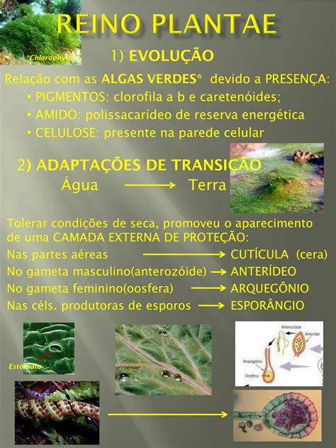 Ppt Reino Plantae Powerpoint Presentation Free Download Id2036568