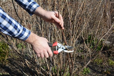 How To Grow Blackcurrants Care And Growing Upgardener