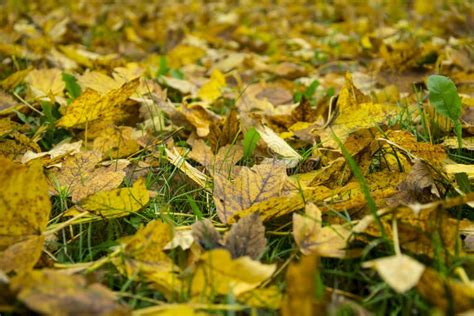 Background Of Colorful Autumn Leaves On Grass Floor Stock Photo Image