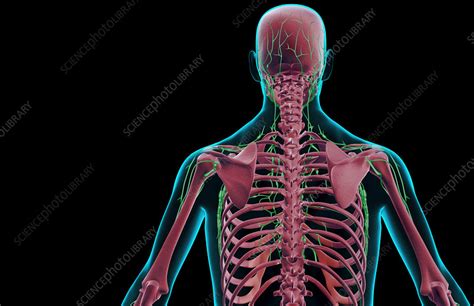 The Lymph Supply Of The Upper Body Stock Image F0017474 Science