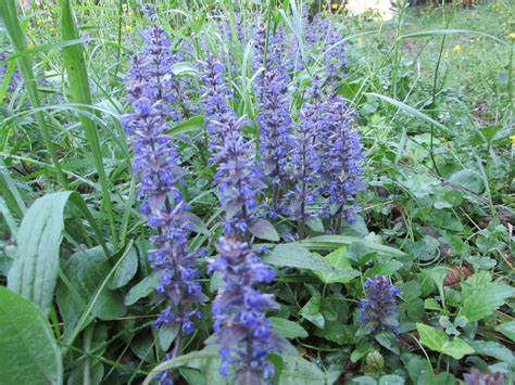 Troverete sicuramente quello che più si addice al vostro spazio. http://raccontareunpaese.blogspot.it/2016/04/dal-mio-orto-fiori-spontanei.html | Fiori, Orto