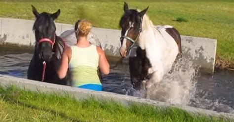 Two Horses See Water For The First Time And Are Having The Best Time Ever