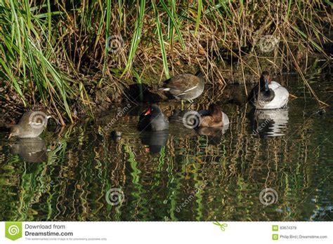 Waterfowl At The London Wetland Centre Stock Image Image Of Feathered