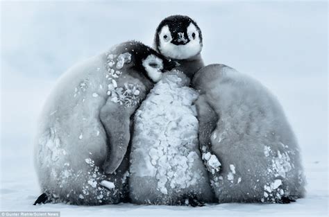 Animaisandcompanhia Pinguins Abraçam Se Para Sobreviver Ao Frio Extremo