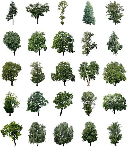 Free Trees For Photoshop Images Cut Out Trees Photoshop Photoshop Trees Free Download And