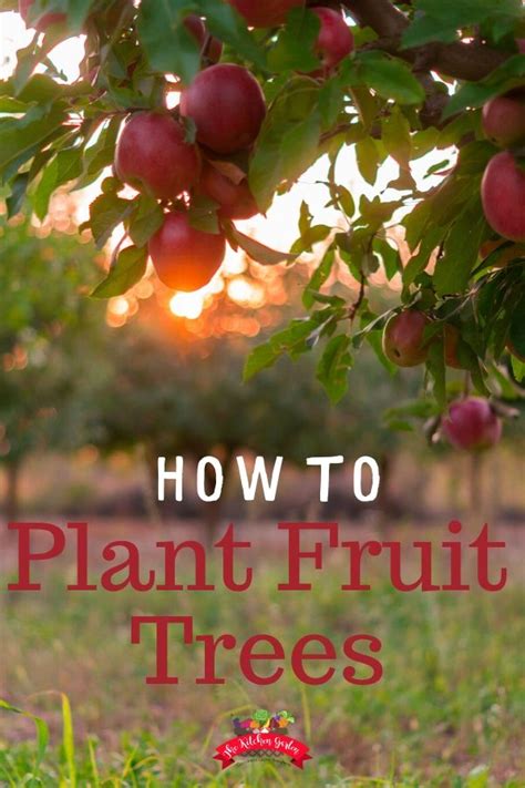 How To Plant Backyard Fruit Trees The Kitchen Garten