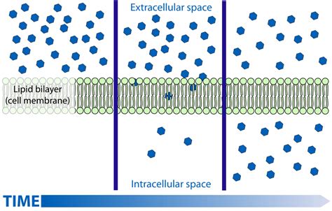 Simple Plasma Membrane Labeled File 0305 Simple Diffusion Across