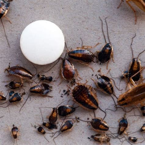 How To Get Rid Of Roaches In The Kitchen Besto Blog