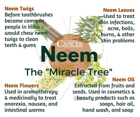 The Neem Tree Modern Day Medical Miracle