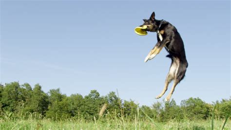 Dog Catching Frisbee Image Free Stock Photo Public Domain Photo