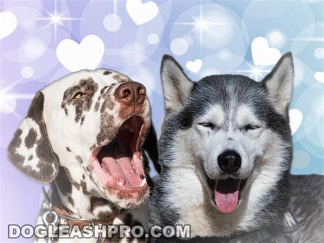 Dalmatian Husky Mix Complete Guide Dog Leash Pro