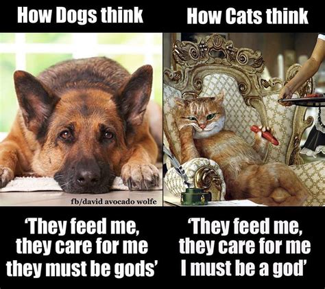 The Difference Between Dogs And Cats Funny