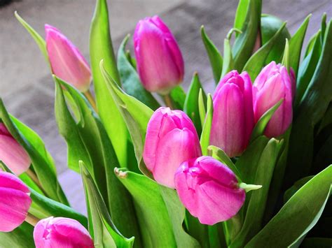 Tulpen Blume Blüte Kostenloses Foto Auf Pixabay Pixabay