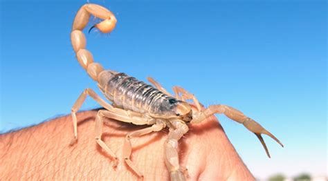 Scorpion Falls From Overhead Bin Stings Passenger On United Flight