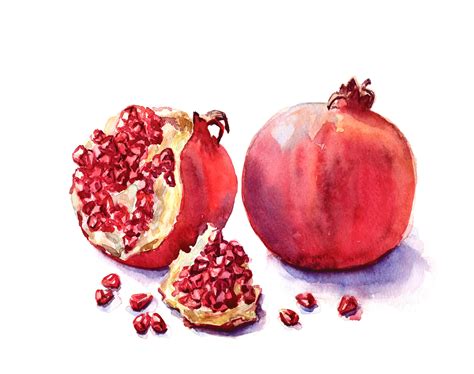 Pomegranate Watercolor At Paintingvalley Com Explore Collection Of