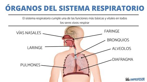 ÓRGANOS del sistema RESPIRATORIO y sus funciones con IMÁGENES