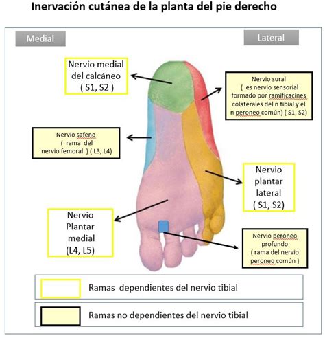 Nervio Plantar Lateral