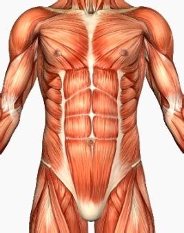 The abdominal internal oblique muscle, also internal oblique muscle or interior oblique. The importance of Core Stability on injury ...