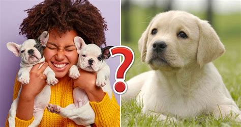 Weve Gone To The Dogs 🐕 Can You Ace This 20 Question Dog Quiz Quiz