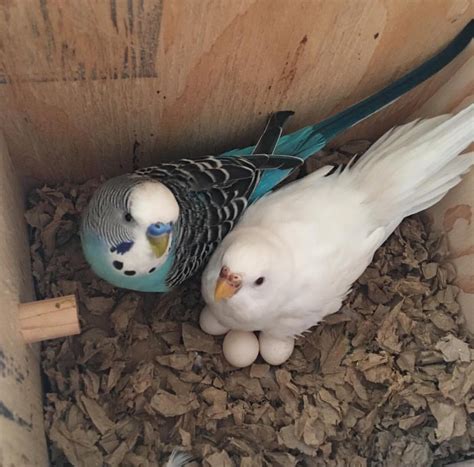 How Often Do Parakeets Lay Eggs 17 Important Facts Birdbaron