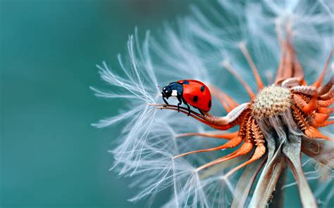 Insect Bubamara On Dandelion Macro Photography Ultra Hd Wallpapers For