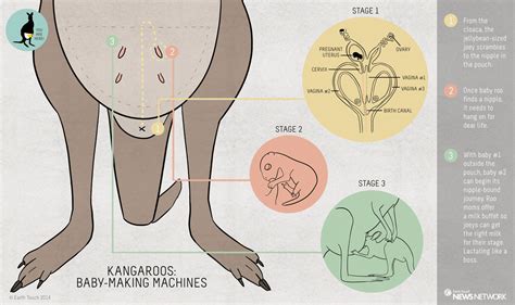 Diagram Life Cycle Diagrams Of A Kangaroo Mydiagramonline