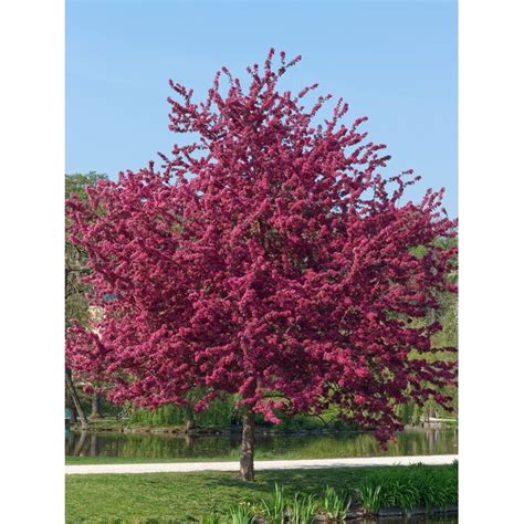 Southern Planters 384 Gallon S Deep Pink Flowering Prairiefire