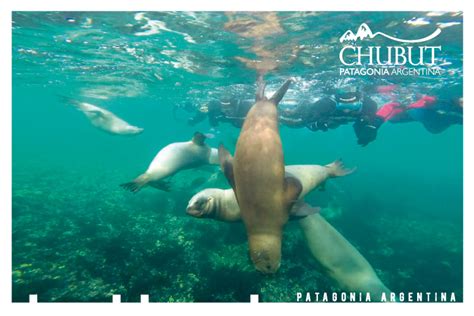 Snorkelling Con Lobos Marinos En Puerto Madryn Chubut Patagonia Argentina