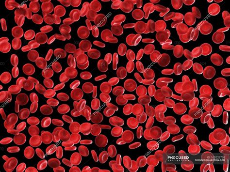 Human Red Blood Cells — White Background Scientific Illustration