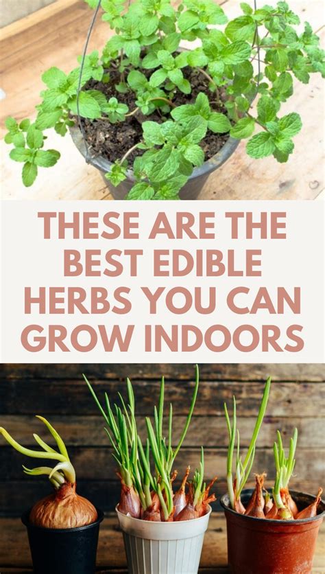 These Are The Best Edible Herbs You Can Grow Indoors Gardening Sun