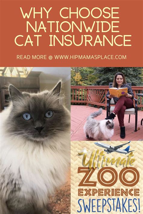 On the other hand, the wrong insurance can be both a. Get Your FREE Quote for Cat Insurance with Nationwide Pet | Cat insurance, Cats, Cat parenting