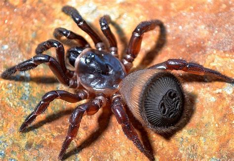 Chinese Hourglass Spider Cyclocosmia Ricketti Facts Identification And Pictures