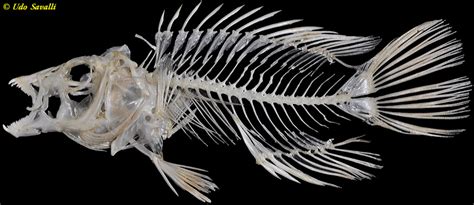Bio370 Bony Fish Skeleton