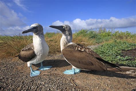 Blue Footed Boobies Photograph By M Watson Fine Art America