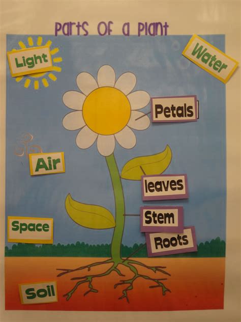 Plants Unit Plant Parts Poster Students Can Take The Partsneeds Off