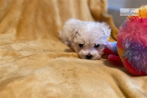 Coco Maltese Puppy For Sale Near Charlotte North Carolina Eadade29