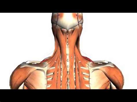 Musculoskeletal anatomy, kinesiology, and palpation for. 2.Intermediate and Deep Muscles of the Back Anatomy Tutorial - YouTube