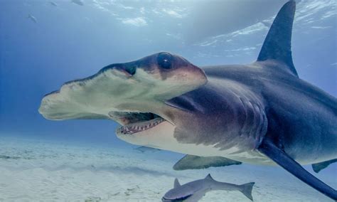 Discover Why Hammerhead Sharks Have Never Killed A Human A Z Animals