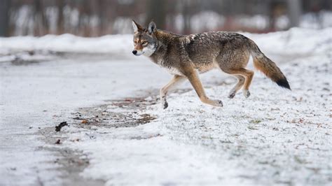 Mississaugas Diseased Coyotes Have Been Spotted Throughout Parts Of