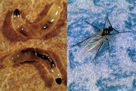 Sciarid Fly Pesticide Fungus Gnat Pesticide Hydrocentre Hydroponics