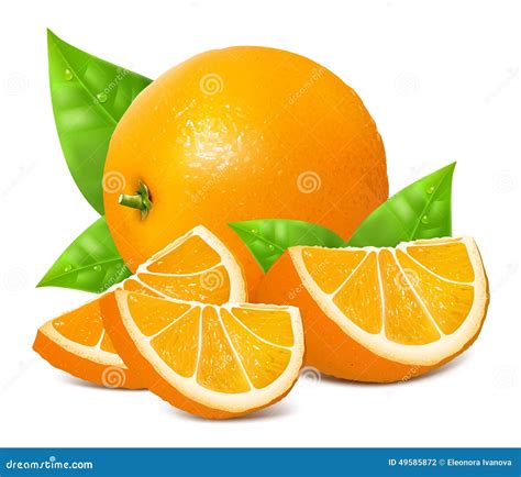 Fresh Ripe Oranges Stock Vector Illustration Of Dewdrop 49585872
