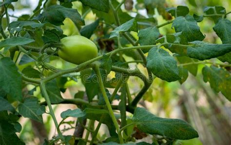 Small Green Tomato On The Tree Tomato Tree With Alot Of Leaf At Back