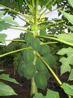 What kind of fertilizer to use on papaya trees? .: Papaya Tree FAQs