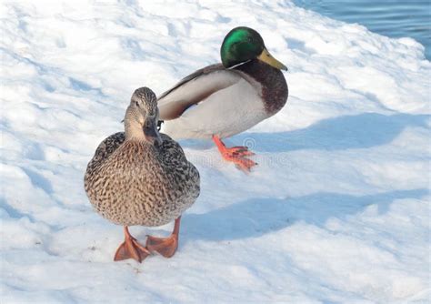 Two Ducks On The Snow Stock Image Image Of Wildlife 18837519