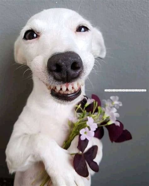 Bộ sưu tập hình ảnh chó hài hước với hơn 999 tấm ảnh trọn bộ chất