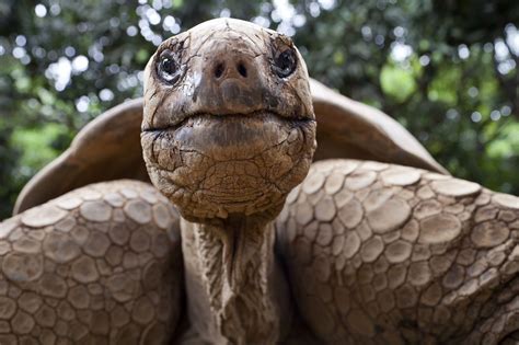 10 Facts About Turtles And Tortoises