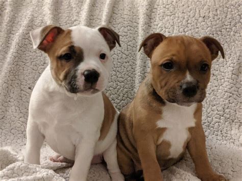 Staffordshire Bull Terrier Puppies Staffy In Tandragee County