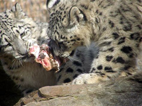 Baby Snow Leopards Eating By Fictionary On Deviantart