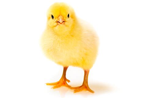 Chick Model Of Epilepsy Drug Exposure May Mimic Signs Of Autism