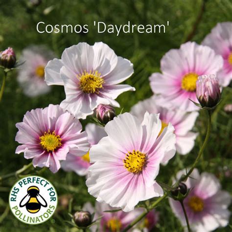 Cosmos Bipinnatus Daydream Shop Country Garden Uk